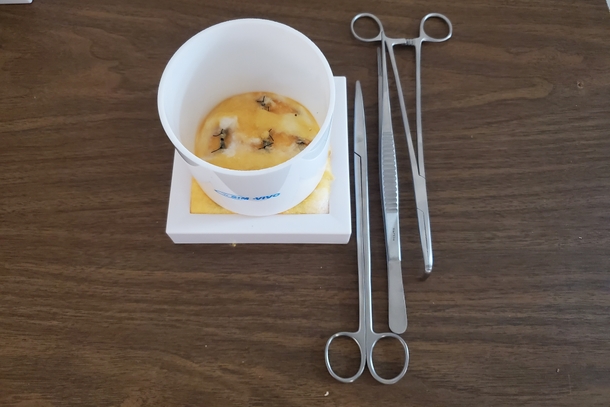 Deep*Suturing and Dissection Kit